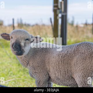 Detailed close up portrait of a fluffy sheep standing in a green grassy field on a sunny day. Stock Photo