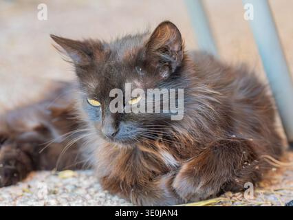 A long-haired black cat resting outdoors on the ground, looking relaxed in the shade. Stock Photo