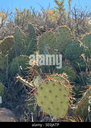 Close-up of prickly pear cactus (Opuntia) with sharp spines growing in desert vegetation in the American Southwest, USA. Stock Photo