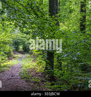A beautiful dirt trail winds through a vibrant green forest, naturally framed by the leafy branches of tall deciduous trees on a sunny summer day. Stock Photo