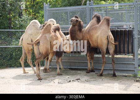 three camels pause grazing to look at the camera on sunny summer day Stock Photo