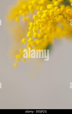 Abstract mimosa flowers soft spring background Stock Photo