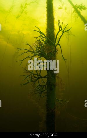 Freshwater sponge is growing on a snag, Tver region, Russia Stock Photo