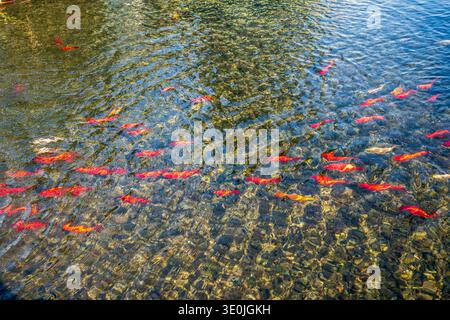 A school of red goldfish and koi swimming in clear shallow water. The bottom is covered with dark pebbles, while the surface is rippled with golden su Stock Photo