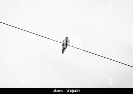 Minimalist wildlife photograph of a Eared Dove on a diagonal power line against a clean white sky background. Stock Photo