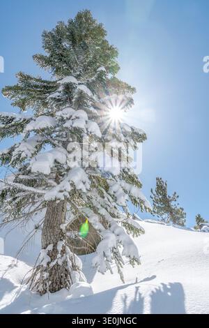 A snow covered tree with a bright sun shining on it. The sun is casting a shadow on the snow Stock Photo