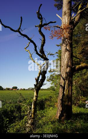 Twisted gnarled branches of a dead tree standing beside a mature pine against a clear blue sky, UK Stock Photo