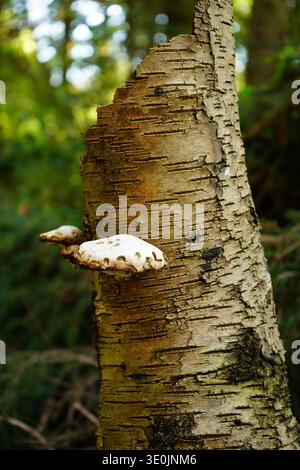Birch polypore (Fomitopsis betulina) bracket fungus growing on a silver birch tree trunk in a UK woodland Stock Photo