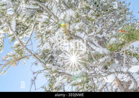 A tree with snow on it and a sun shining through the branches. The sun is bright and the snow is white Stock Photo