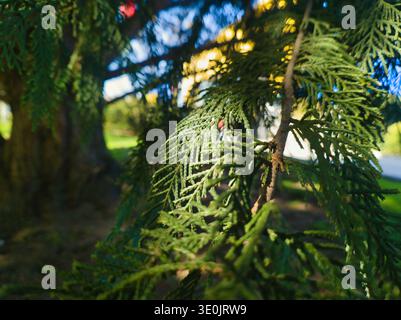 A professional macro shot focusing on the tip of a bright green evergreen branch. The sunlight highlights the scale-like leaves against a soft, creamy Stock Photo