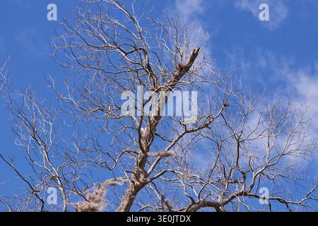 Dead Oak tree branches against a blue sky and scattered clouds! Stock Photo