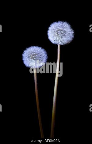 Dandelion puffballs. Side view of spherical seedheads of a dandelion (Taraxacum officinale). Popularly called puffballs, blowballs, dandelion clocks Stock Photo