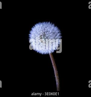 Dandelion puffball. Side view of the spherical seedhead, blowball, or dandelion clock, of a dandelion (Taraxacum officinale) plant Stock Photo