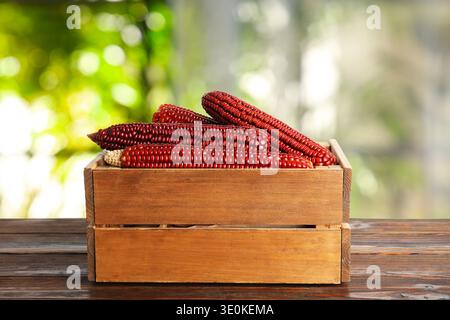 Red corn cobs in crate on wooden table indoors Stock Photo