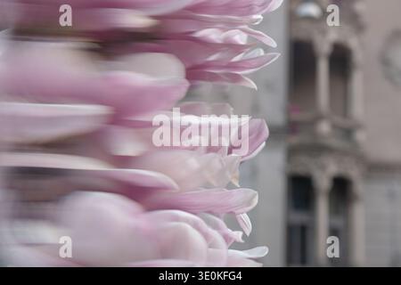 Artistic blurred motion background with pink magnolia flowers Stock Photo