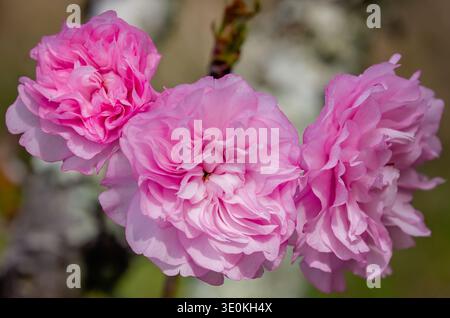 Kanzan cherry blossoms (Prunus serrulata) bloom at Charles Wood Japanese Garden, March 16, 2024, in Mobile, Alabama. Stock Photo