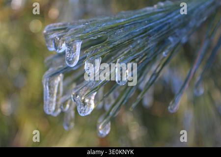 White Pine Needles Coated in Ice After a Storm Stock Photo