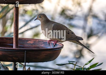 McKinney, TX, US - Mar 3, 2026: Mourning dove with eyes closed drinking from bird bath Stock Photo