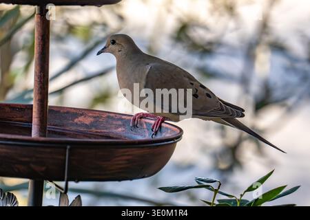 McKinney, TX, US - Mar 3, 2026: Mourning dove at birdbath Stock Photo