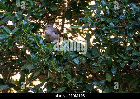 McKinney, TX, US - Mar 3, 2026: Northern mockingbird in bush Stock Photo