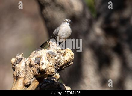 McKinney, TX, US - Mar 3, 2026: Northern mockingbird on tree stump Stock Photo