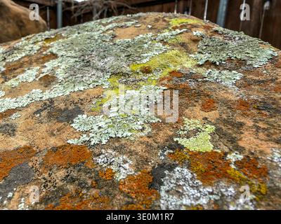 McKinney, TX, US - Mar 3, 2026: Colorful lichen on rock in backyard landscaping Stock Photo