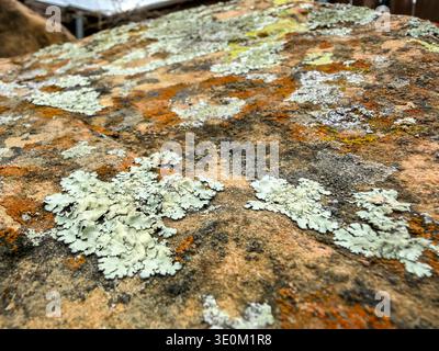McKinney, TX, US - Mar 3, 2026: Colorful foliose and leprose lichen on rock in backyard landscaping Stock Photo