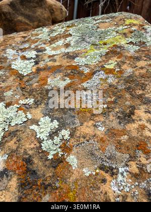 McKinney, TX, US - Mar 3, 2026: Colorful lichen on rock in backyard landscaping Stock Photo