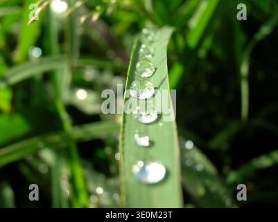 A line of clear, spherical water droplets resting on a single blade of green grass in the early morning light. Stock Photo