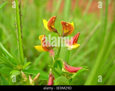 Close-up of a wild tropical inflorescence featuring unique bird-like flowers with red and yellow gradient petals. Stock Photo