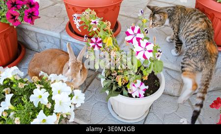 Cute striped cat climbed on tree and jumps down. Domestic animal walking outdoors. Young kitten exploring the environment. Pets adventure. High Stock Photo