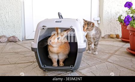 Cute striped cat climbed on tree and jumps down. Domestic animal walking outdoors. Young kitten exploring the environment. Pets adventure. High Stock Photo