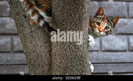 Cute striped cat climbed on tree and jumps down. Domestic animal walking outdoors. Young kitten exploring the environment. Pets adventure. High Stock Photo