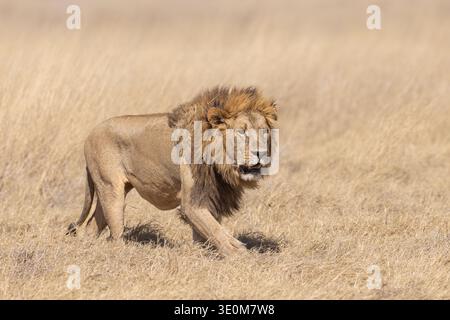 Male African Lion (Panthera leo) walking through thick dry brush in Chobe National Park, Botswana. Powerful predator in its natural habitat. Stock Photo