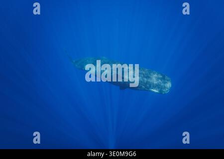 A sperm whale, Physeter macrocephalus, moves through clear tropical water as shafts of sunlight penetrate the ocean surface off the Democratic Republi Stock Photo