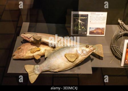 Lyon, France - 7 Jan 24: Silicone fake fish props used for the 1998 Godzilla film on display at Musée Cinéma et Miniature in Lyon, France. Stock Photo