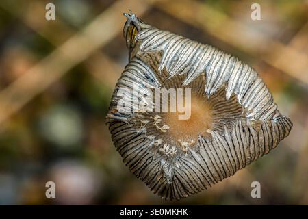 Fungus cap decaying in natural conditions, highlighting abstract patterns and organic details. Closeup view of a wild mushroom. Photography, no genera Stock Photo