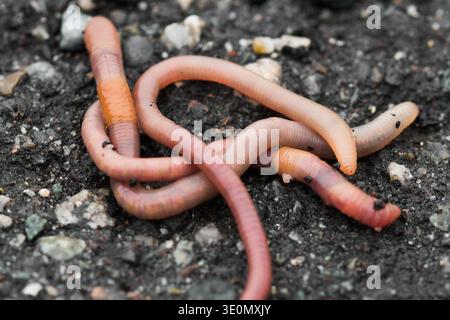Earthworms on soil, concept of soil fertility, composting and organic gardening.  Close-up of earthworms (Lumbricus terrestris) crawling on wet ground Stock Photo