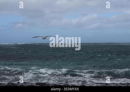 A seagull flies over the stormy turquoise Atlantic Ocean under a cloudy sky Stock Photo