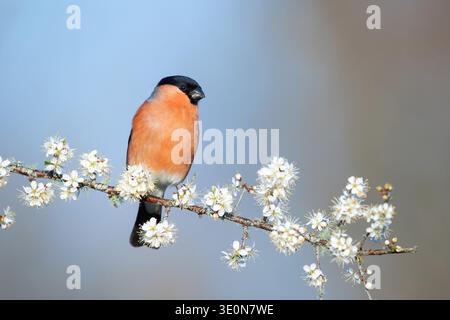 Bullfinch; Pyrrhula pyrrhula; Male on Blackthorn Blossom; UK Stock Photo