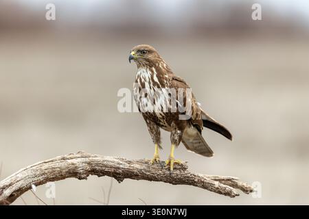 Buzzard; Buteo buteo; on Branch; UK Stock Photo