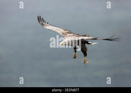 White Tailed Sea Eagle; Haliaeetus albicilla; Flight; Scotland; UK Stock Photo