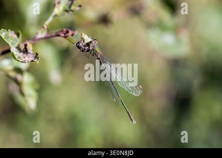 Willow Emerald Damselfly; Chalcolestes viridis; Male; UK Stock Photo