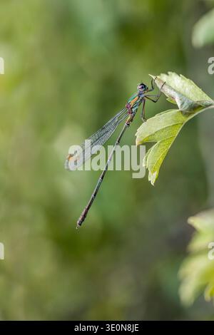 Willow Emerald Damselfly; Chalcolestes viridis; Male; UK Stock Photo