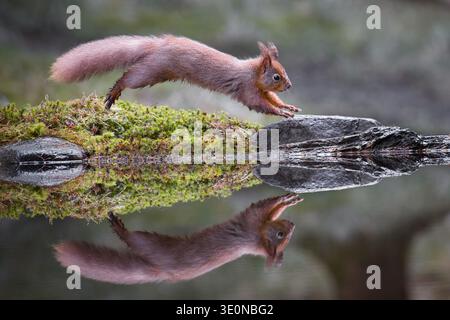 a red squirrel, Sciurus vulgaris, jumping at the edge of a pool. It is captured in mid air and is perfectly reflected in the still water Stock Photo