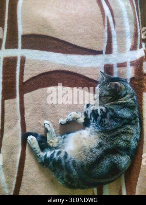 A high-angle photograph of a tabby cat sleeping peacefully on a brown and beige patterned blanket. The shot emphasizes the soft texture of the fleece Stock Photo