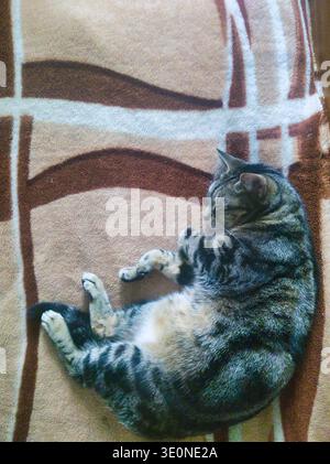 A high-angle, close-up photograph of a tabby cat curled into a ball on a brown and tan patterned fleece blanket. The soft lighting highlights the cat' Stock Photo