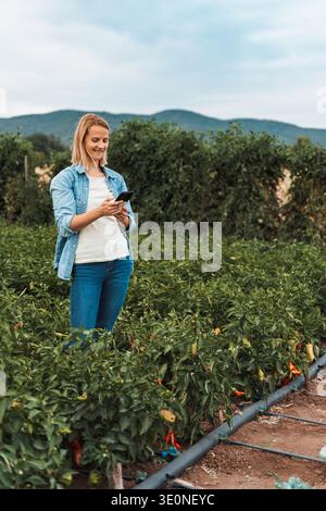Farmer woman using smartphone in pepper field with drip irrigation system Stock Photo