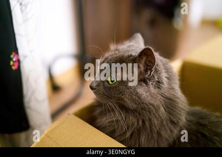Relaxed gray cat inside simple cardboard box Stock Photo
