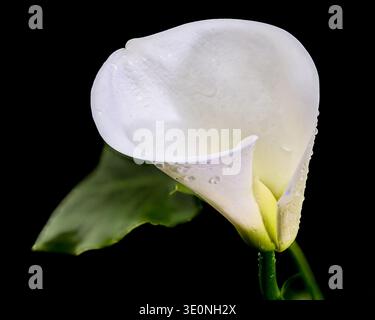 White Calla Lily Flower Isolated On Black Stock Photo